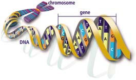 gene to dna